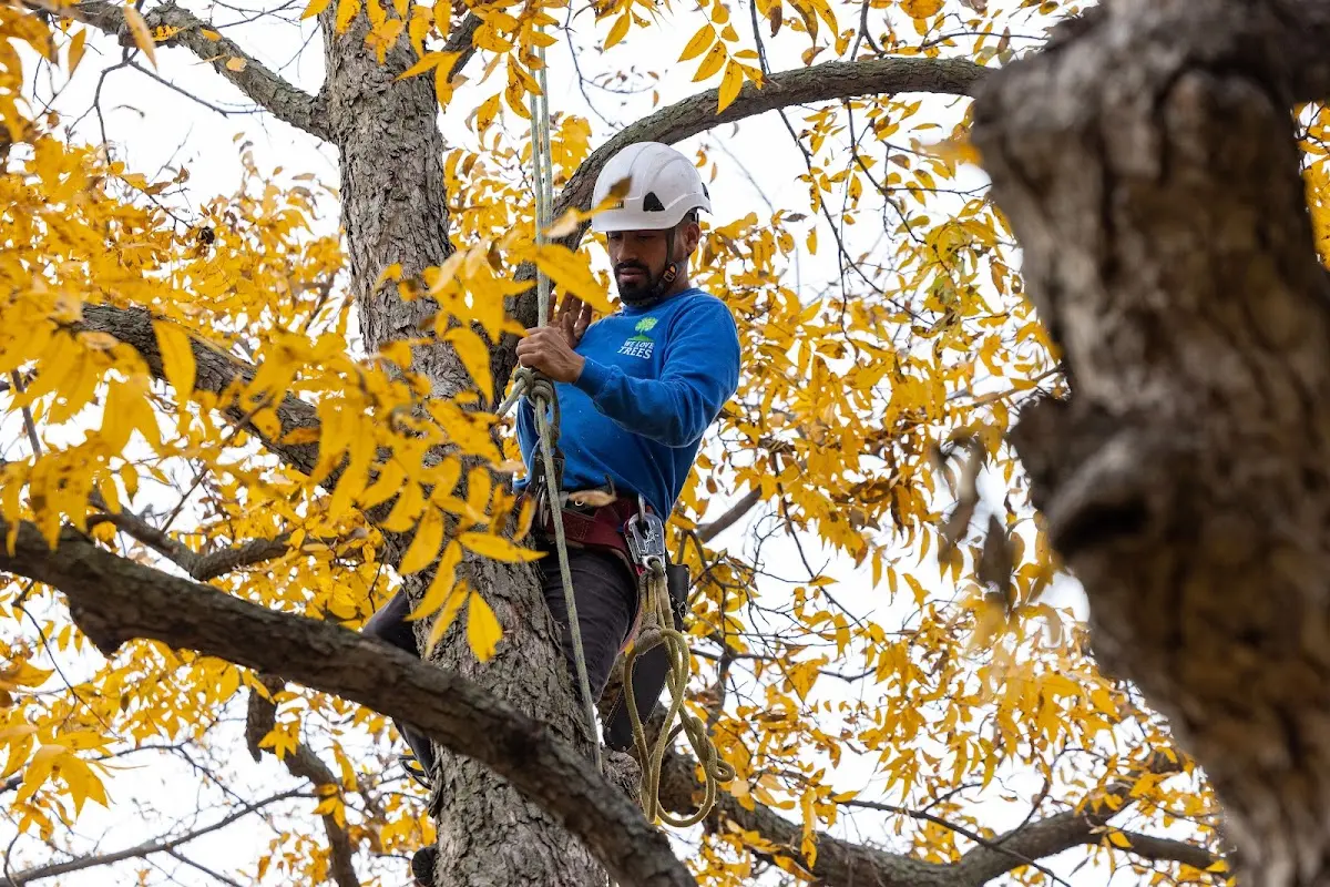 Skilled Tree Transplanting crew working in South Bend